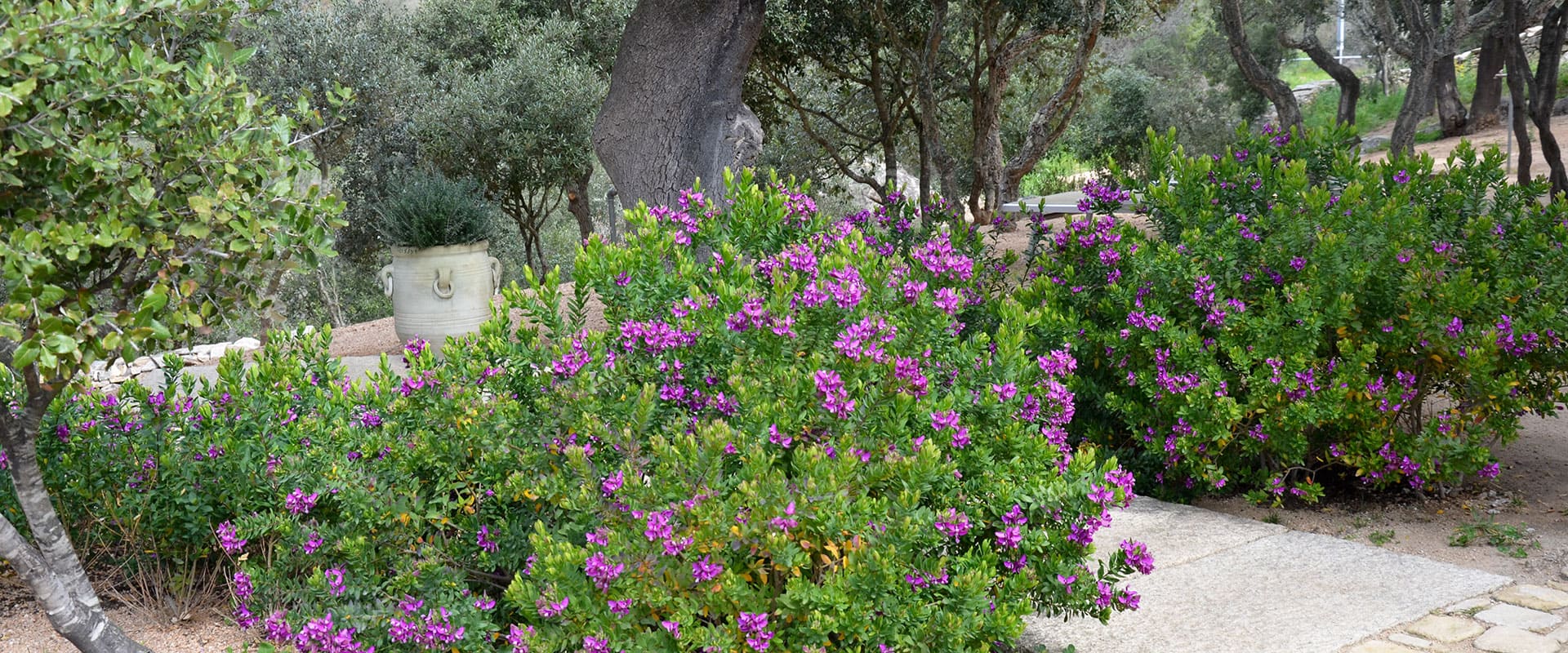 Impreagri-Sezione-Aree-Verdi-e-Giardini Gestione e Realizzazione del Verde Arzachena | Impreagri